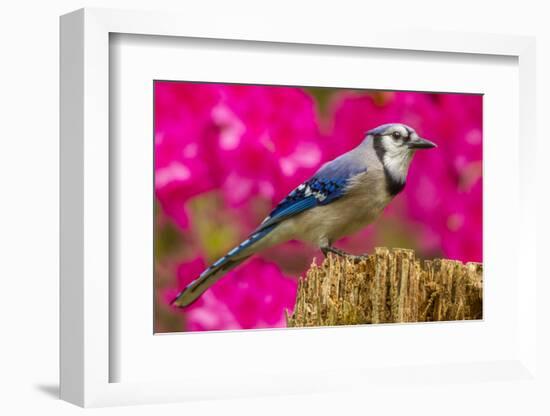 USA, North Carolina, Guilford County. Close-up of Blue Jay-Cathy & Gordon Illg-Framed Photographic Print