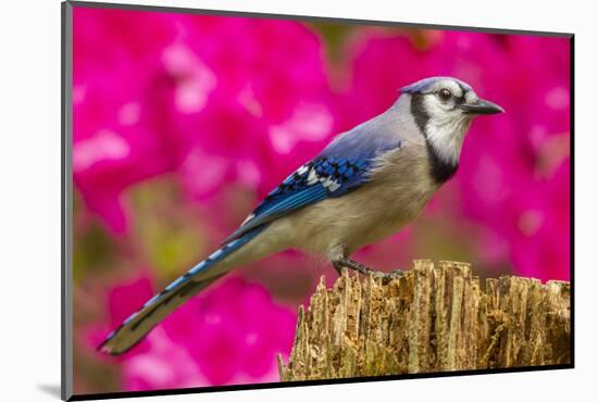 USA, North Carolina, Guilford County. Close-up of Blue Jay-Cathy & Gordon Illg-Mounted Photographic Print