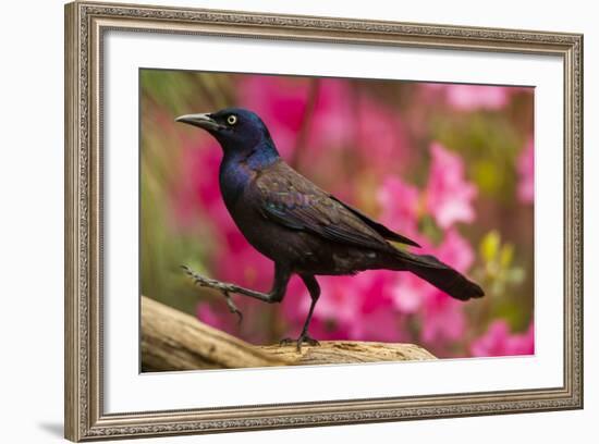 USA, North Carolina, Guilford County. Close-up of Common Grackle-Cathy & Gordon Illg-Framed Photographic Print