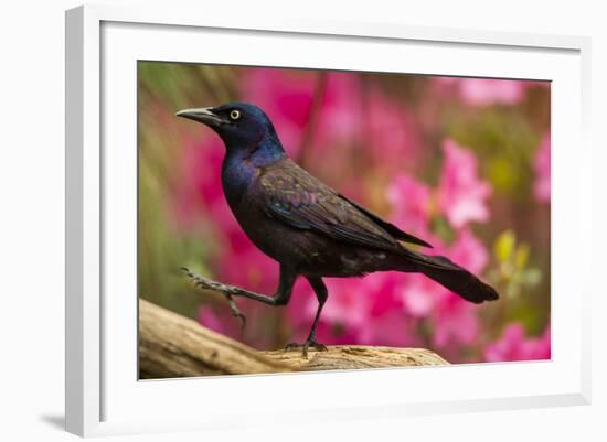 USA, North Carolina, Guilford County. Close-up of Common Grackle-Cathy & Gordon Illg-Framed Photographic Print