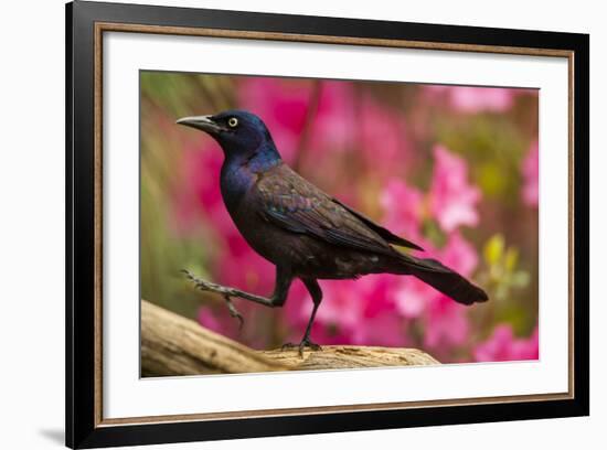 USA, North Carolina, Guilford County. Close-up of Common Grackle-Cathy & Gordon Illg-Framed Photographic Print