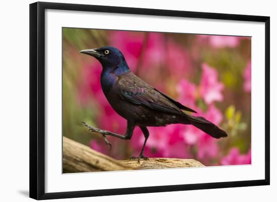 USA, North Carolina, Guilford County. Close-up of Common Grackle-Cathy & Gordon Illg-Framed Photographic Print