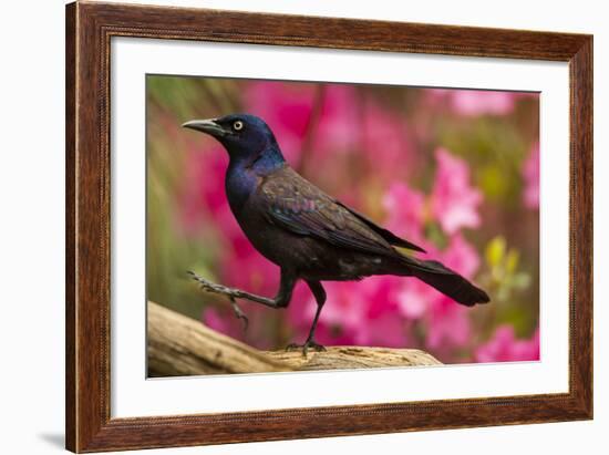 USA, North Carolina, Guilford County. Close-up of Common Grackle-Cathy & Gordon Illg-Framed Photographic Print