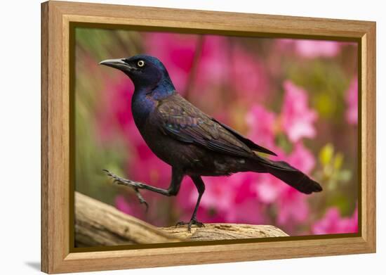 USA, North Carolina, Guilford County. Close-up of Common Grackle-Cathy & Gordon Illg-Framed Premier Image Canvas
