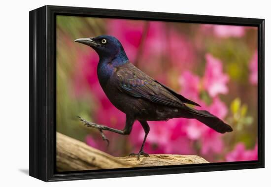 USA, North Carolina, Guilford County. Close-up of Common Grackle-Cathy & Gordon Illg-Framed Premier Image Canvas