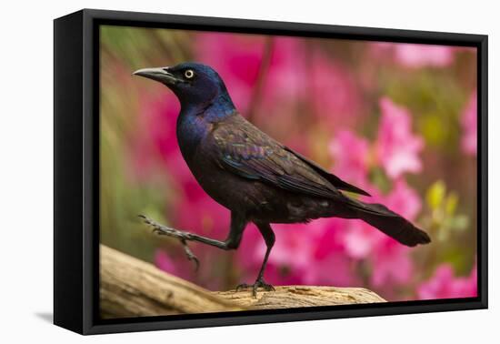 USA, North Carolina, Guilford County. Close-up of Common Grackle-Cathy & Gordon Illg-Framed Premier Image Canvas