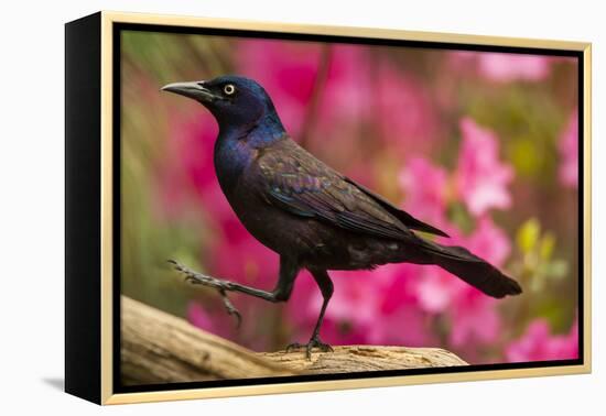 USA, North Carolina, Guilford County. Close-up of Common Grackle-Cathy & Gordon Illg-Framed Premier Image Canvas