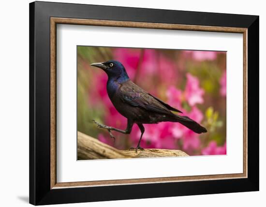 USA, North Carolina, Guilford County. Close-up of Common Grackle-Cathy & Gordon Illg-Framed Photographic Print