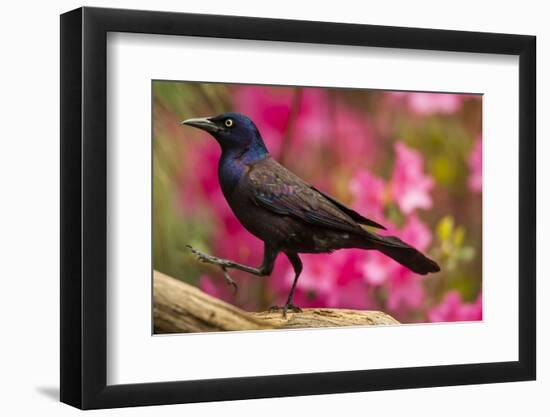 USA, North Carolina, Guilford County. Close-up of Common Grackle-Cathy & Gordon Illg-Framed Photographic Print