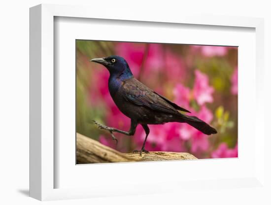 USA, North Carolina, Guilford County. Close-up of Common Grackle-Cathy & Gordon Illg-Framed Photographic Print