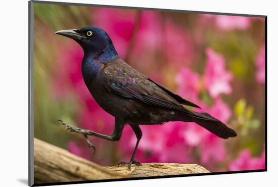 USA, North Carolina, Guilford County. Close-up of Common Grackle-Cathy & Gordon Illg-Mounted Photographic Print