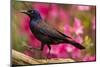 USA, North Carolina, Guilford County. Close-up of Common Grackle-Cathy & Gordon Illg-Mounted Photographic Print