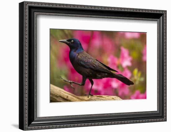 USA, North Carolina, Guilford County. Close-up of Common Grackle-Cathy & Gordon Illg-Framed Photographic Print