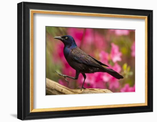 USA, North Carolina, Guilford County. Close-up of Common Grackle-Cathy & Gordon Illg-Framed Photographic Print