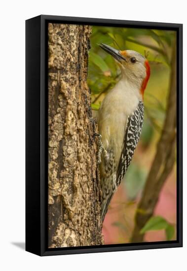 USA, North Carolina, Guilford County. Red-Bellied Woodpecker on Tree-Cathy & Gordon Illg-Framed Premier Image Canvas