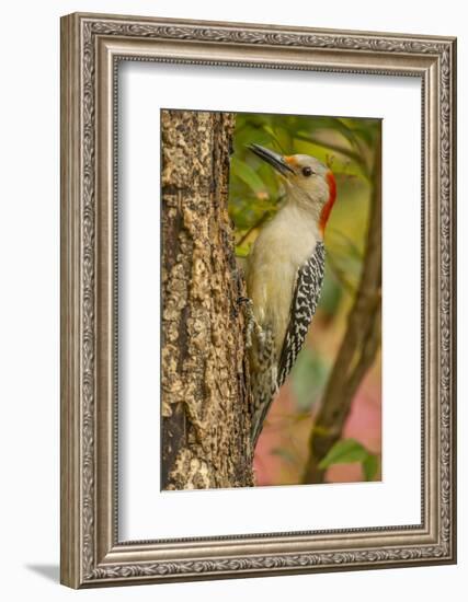 USA, North Carolina, Guilford County. Red-Bellied Woodpecker on Tree-Cathy & Gordon Illg-Framed Photographic Print