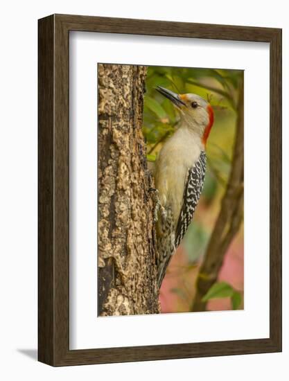 USA, North Carolina, Guilford County. Red-Bellied Woodpecker on Tree-Cathy & Gordon Illg-Framed Photographic Print