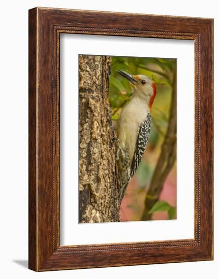 USA, North Carolina, Guilford County. Red-Bellied Woodpecker on Tree-Cathy & Gordon Illg-Framed Photographic Print