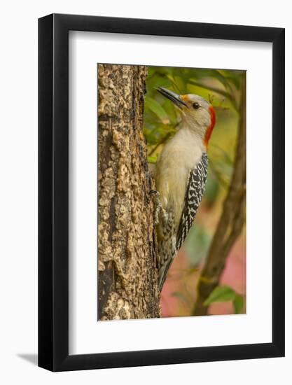 USA, North Carolina, Guilford County. Red-Bellied Woodpecker on Tree-Cathy & Gordon Illg-Framed Photographic Print