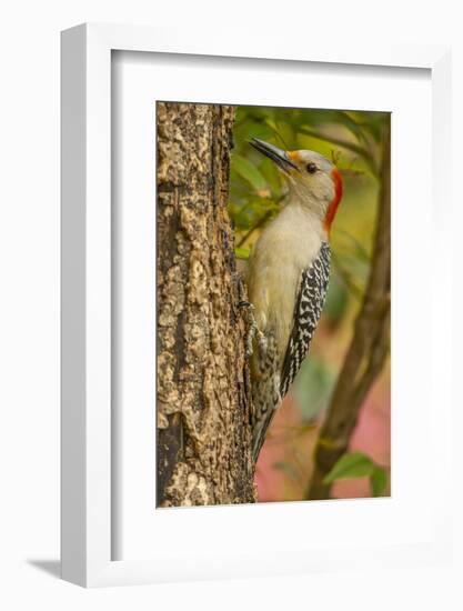 USA, North Carolina, Guilford County. Red-Bellied Woodpecker on Tree-Cathy & Gordon Illg-Framed Photographic Print