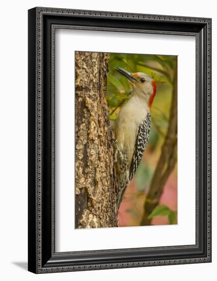 USA, North Carolina, Guilford County. Red-Bellied Woodpecker on Tree-Cathy & Gordon Illg-Framed Photographic Print