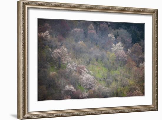 USA, North Carolina. Hardwood Trees Blooming in Spring-Jaynes Gallery-Framed Photographic Print