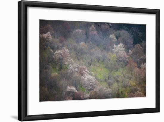 USA, North Carolina. Hardwood Trees Blooming in Spring-Jaynes Gallery-Framed Photographic Print