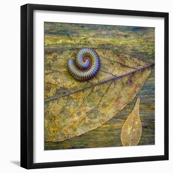 USA, North Carolina, Joyce Kilmer Memorial Forest. Centipede on a leaf.-Jaynes Gallery-Framed Photographic Print