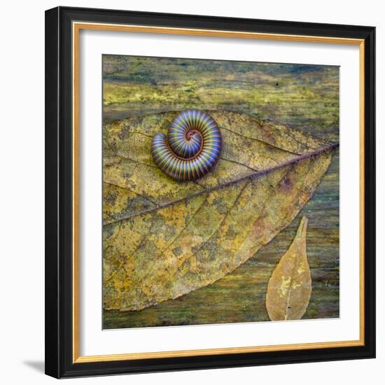 USA, North Carolina, Joyce Kilmer Memorial Forest. Centipede on a leaf.-Jaynes Gallery-Framed Photographic Print