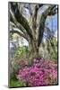 USA, North Carolina., moss-covered tree trunk with Azaleas-Hollice Looney-Mounted Photographic Print