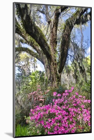 USA, North Carolina., moss-covered tree trunk with Azaleas-Hollice Looney-Mounted Photographic Print