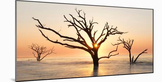 USA, North Carolina. Sunrise at Botany Bay Plantation-Jaynes Gallery-Mounted Photographic Print