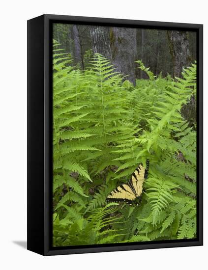 USA, North Carolina. Swallowtail Butterfly on Fern-Jaynes Gallery-Framed Premier Image Canvas