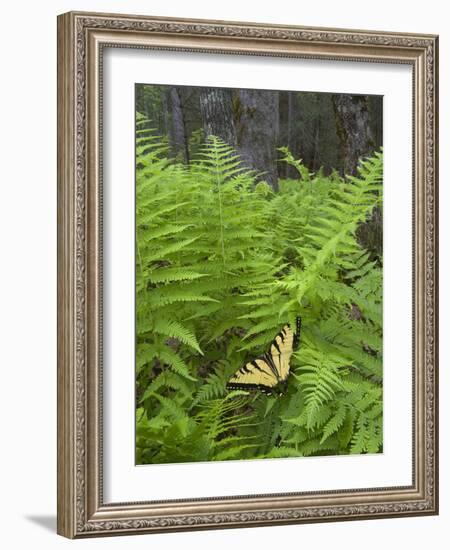 USA, North Carolina. Swallowtail Butterfly on Fern-Jaynes Gallery-Framed Photographic Print