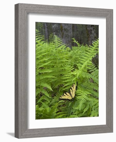USA, North Carolina. Swallowtail Butterfly on Fern-Jaynes Gallery-Framed Photographic Print
