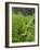 USA, North Carolina. Swallowtail Butterfly on Fern-Jaynes Gallery-Framed Photographic Print