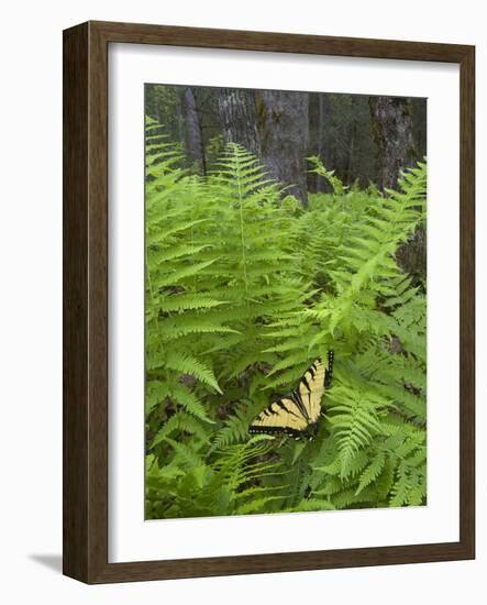 USA, North Carolina. Swallowtail Butterfly on Fern-Jaynes Gallery-Framed Photographic Print