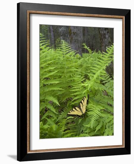 USA, North Carolina. Swallowtail Butterfly on Fern-Jaynes Gallery-Framed Photographic Print