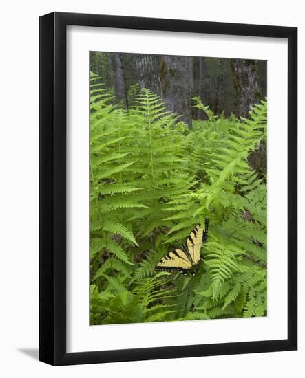 USA, North Carolina. Swallowtail Butterfly on Fern-Jaynes Gallery-Framed Photographic Print