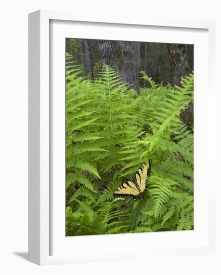 USA, North Carolina. Swallowtail Butterfly on Fern-Jaynes Gallery-Framed Photographic Print