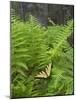 USA, North Carolina. Swallowtail Butterfly on Fern-Jaynes Gallery-Mounted Photographic Print