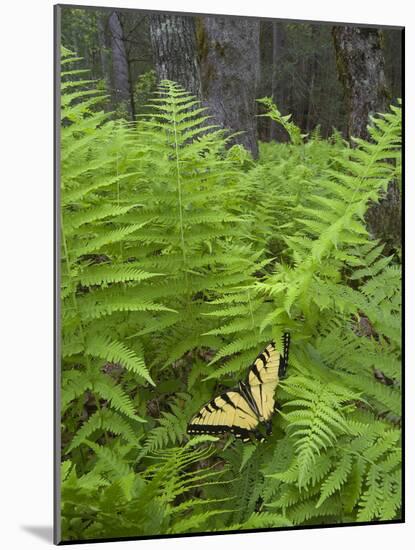 USA, North Carolina. Swallowtail Butterfly on Fern-Jaynes Gallery-Mounted Photographic Print