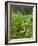 USA, North Carolina. Swallowtail Butterfly on Fern-Jaynes Gallery-Framed Photographic Print