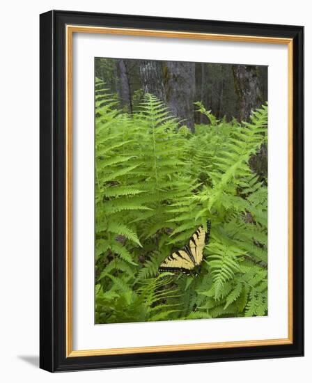 USA, North Carolina. Swallowtail Butterfly on Fern-Jaynes Gallery-Framed Photographic Print