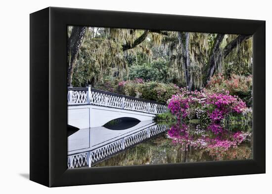 USA, North Carolina., white bridge with Azaleas and moss-covered tree-Hollice Looney-Framed Premier Image Canvas