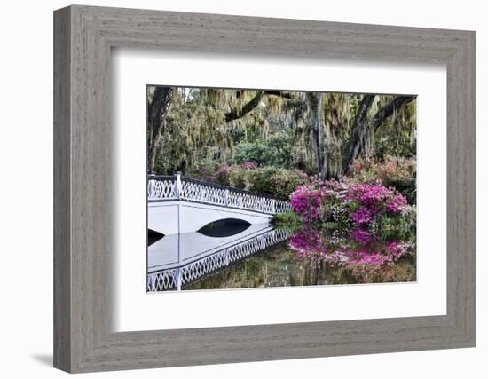 USA, North Carolina., white bridge with Azaleas and moss-covered tree-Hollice Looney-Framed Photographic Print