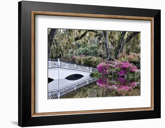 USA, North Carolina., white bridge with Azaleas and moss-covered tree-Hollice Looney-Framed Photographic Print