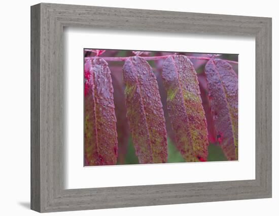 USA, Ogle County, Illinois, Red Sumac Leaves with Raindrops-Elizabeth Boehm-Framed Photographic Print