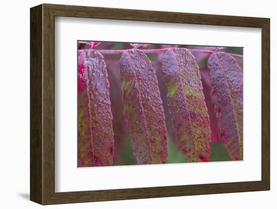 USA, Ogle County, Illinois, Red Sumac Leaves with Raindrops-Elizabeth Boehm-Framed Photographic Print