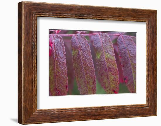 USA, Ogle County, Illinois, Red Sumac Leaves with Raindrops-Elizabeth Boehm-Framed Photographic Print